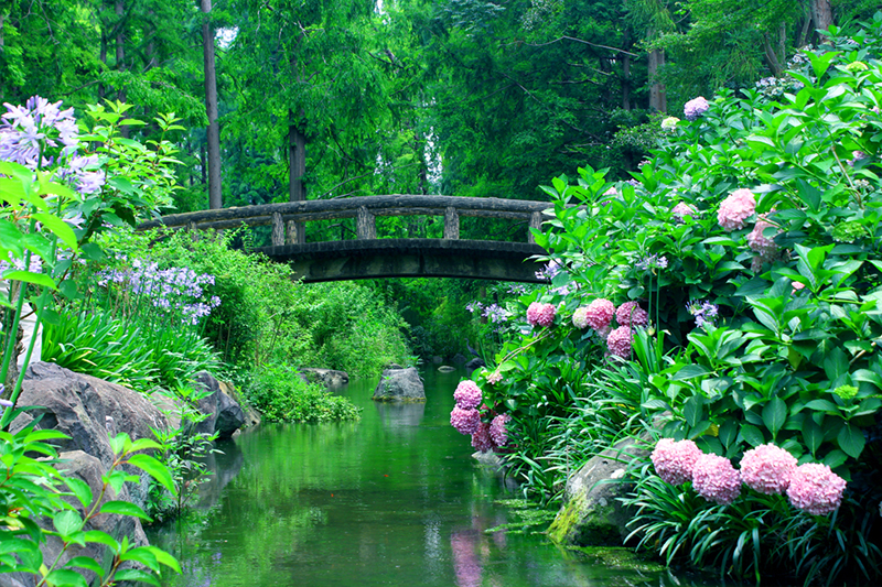アジサイ園 植物園の見どころ 大阪市立長居植物園