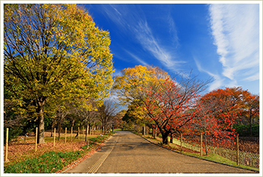 紅葉 植物園の見どころ 大阪市立長居植物園
