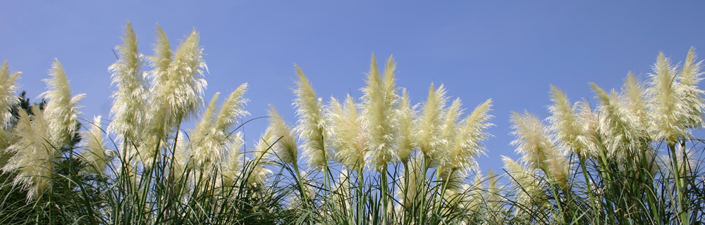 パンパスグラス