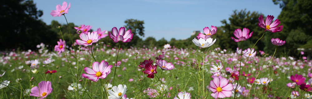 コスモス