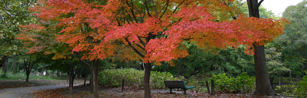 紅葉