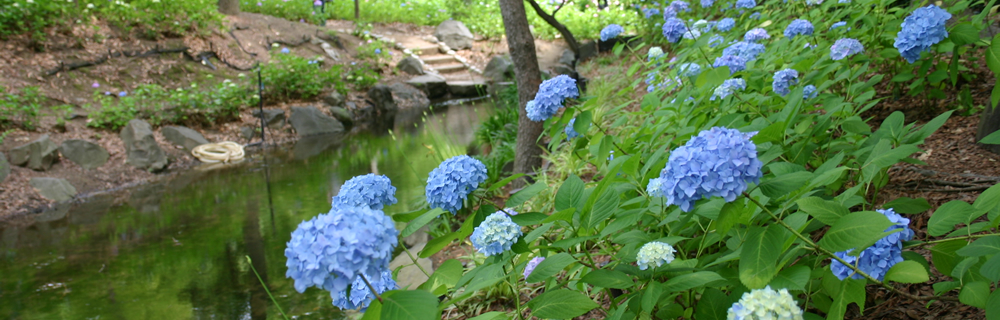 アジサイ