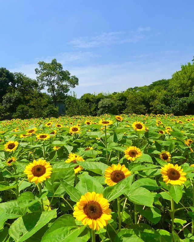 長居植物園 花 フォトコンテスト 長居植物園のひまわり畑21 長居公園 Nagai Park